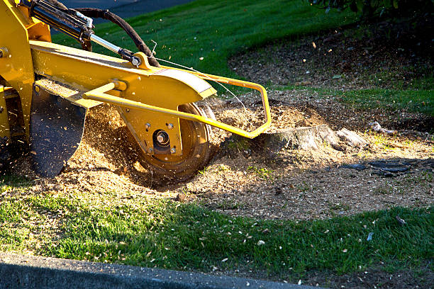 Best Lawn Mowing  in Clearlake Oaks, CA